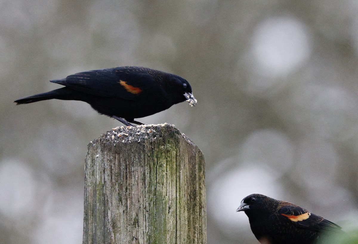Red-winged Blackbird - ML646269428