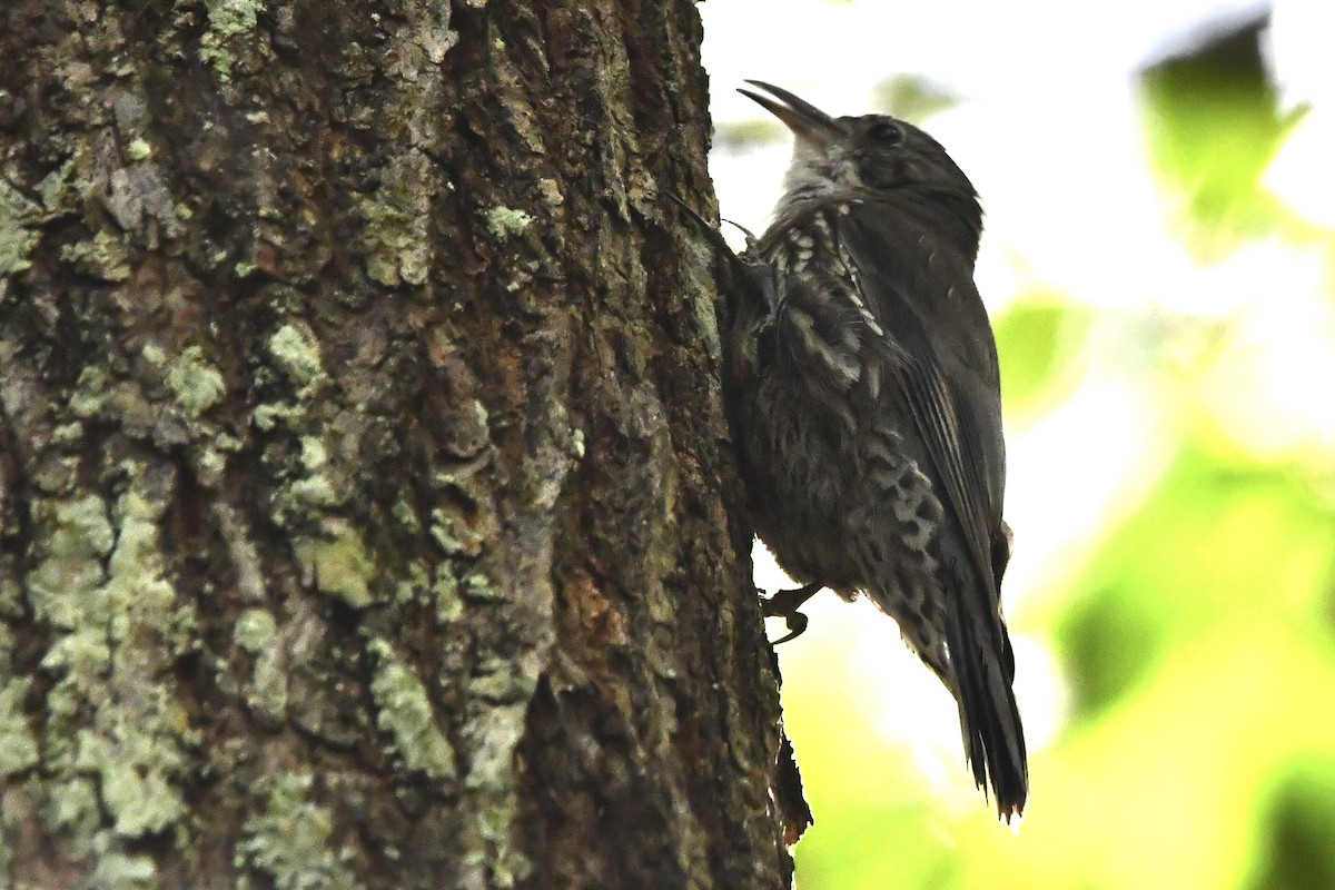 Weißkehl-Baumrutscher - ML646269430