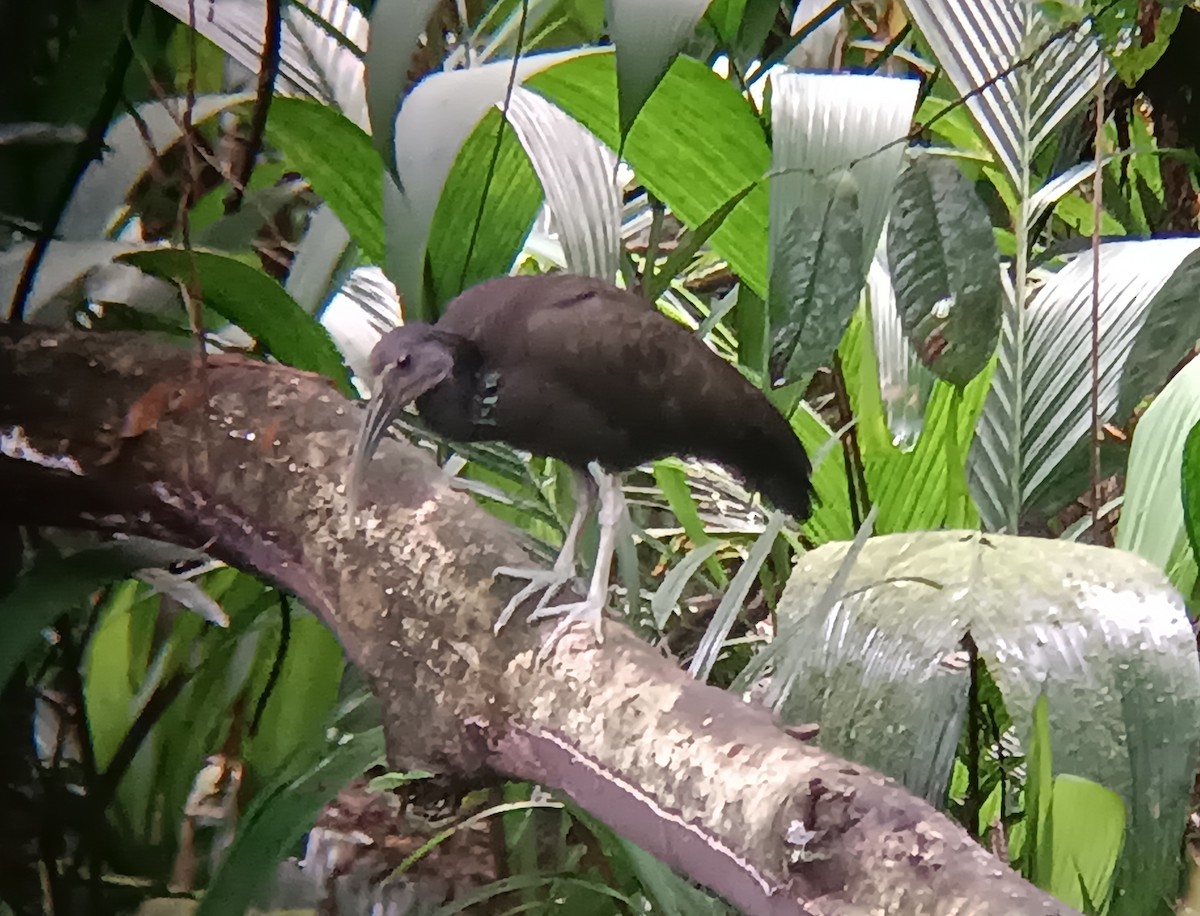 Green Ibis - ML646269431