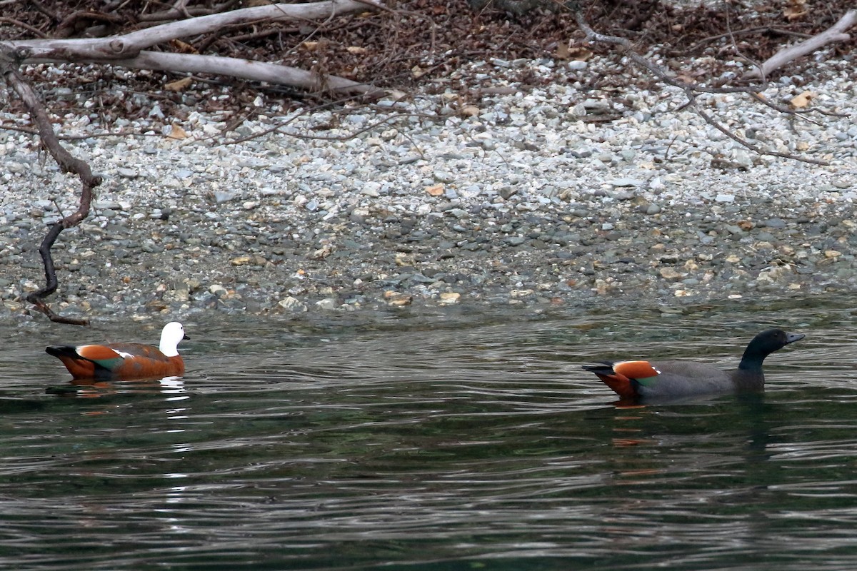 Tarro Maorí - ML646269437