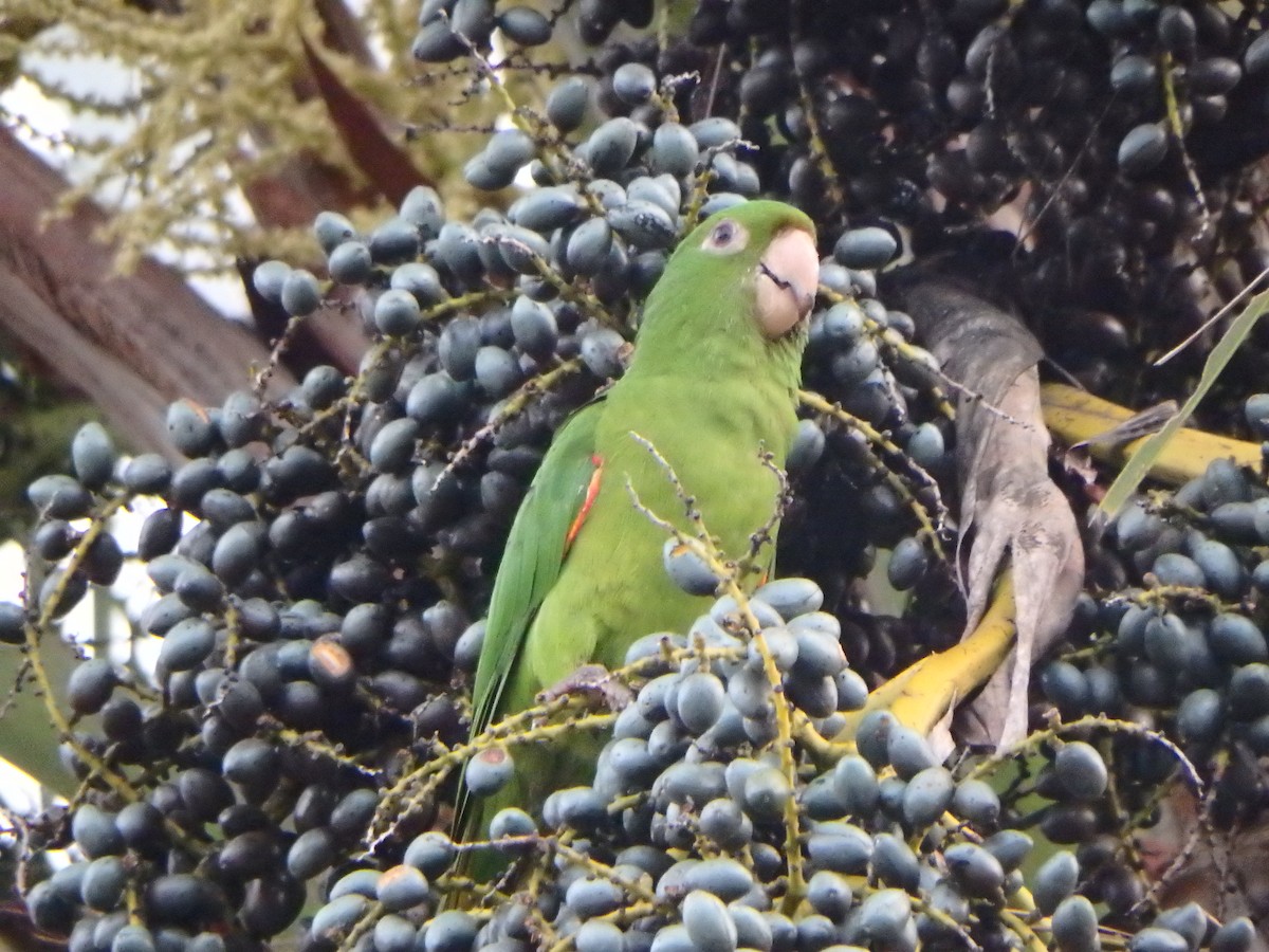 White-eyed Parakeet - ML646269439