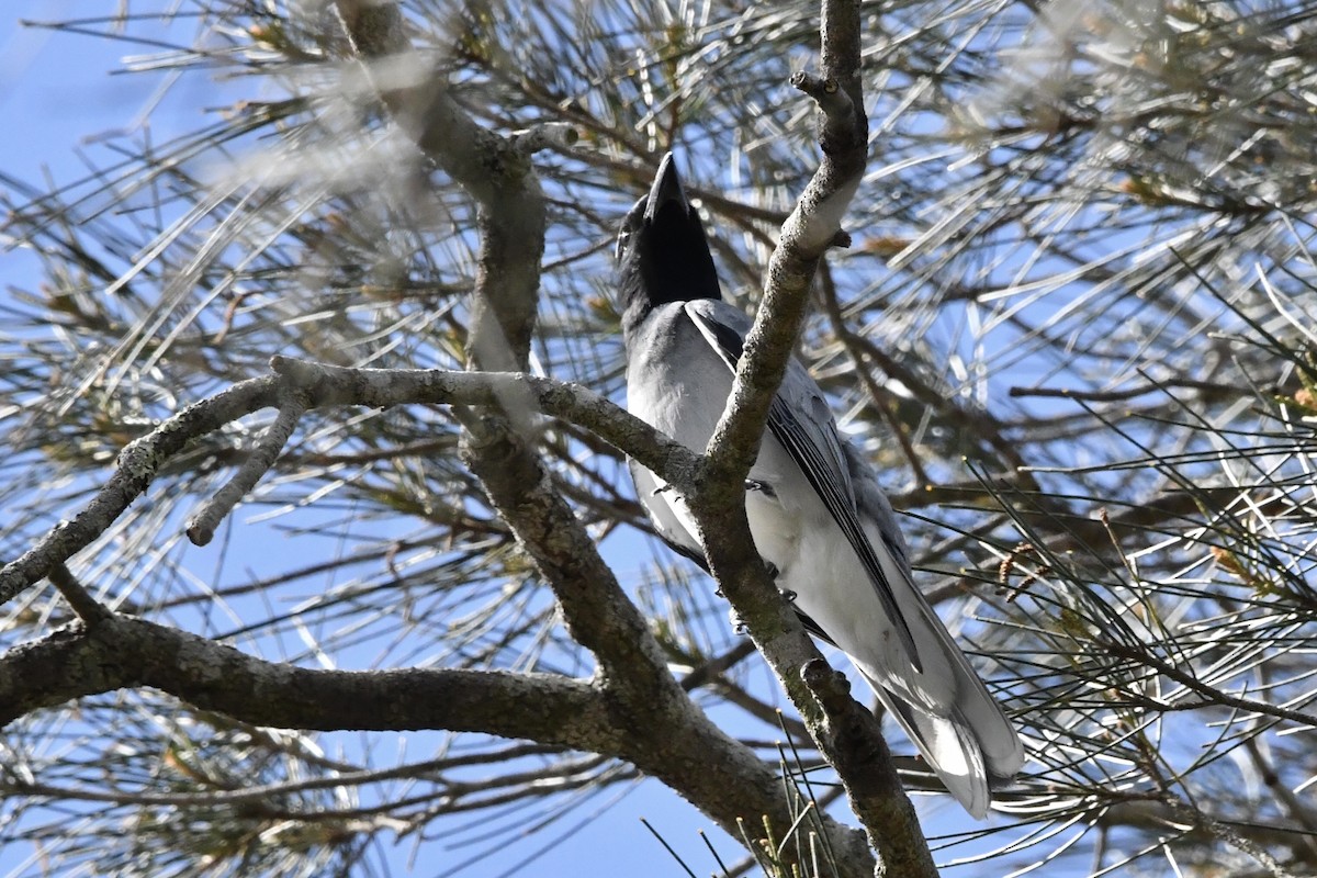 オーストラリアオニサンショウクイ - ML646269443