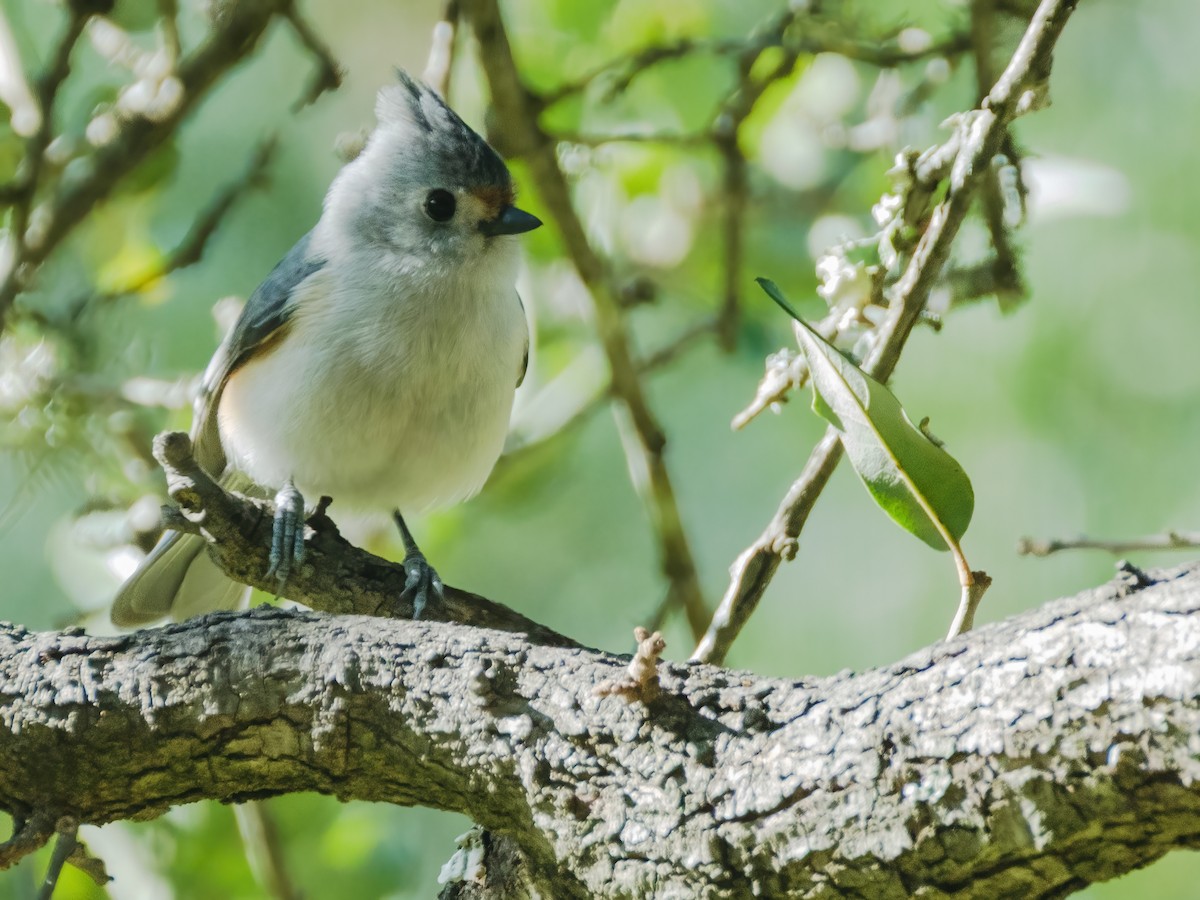 Black-crested Titmouse - ML646269444