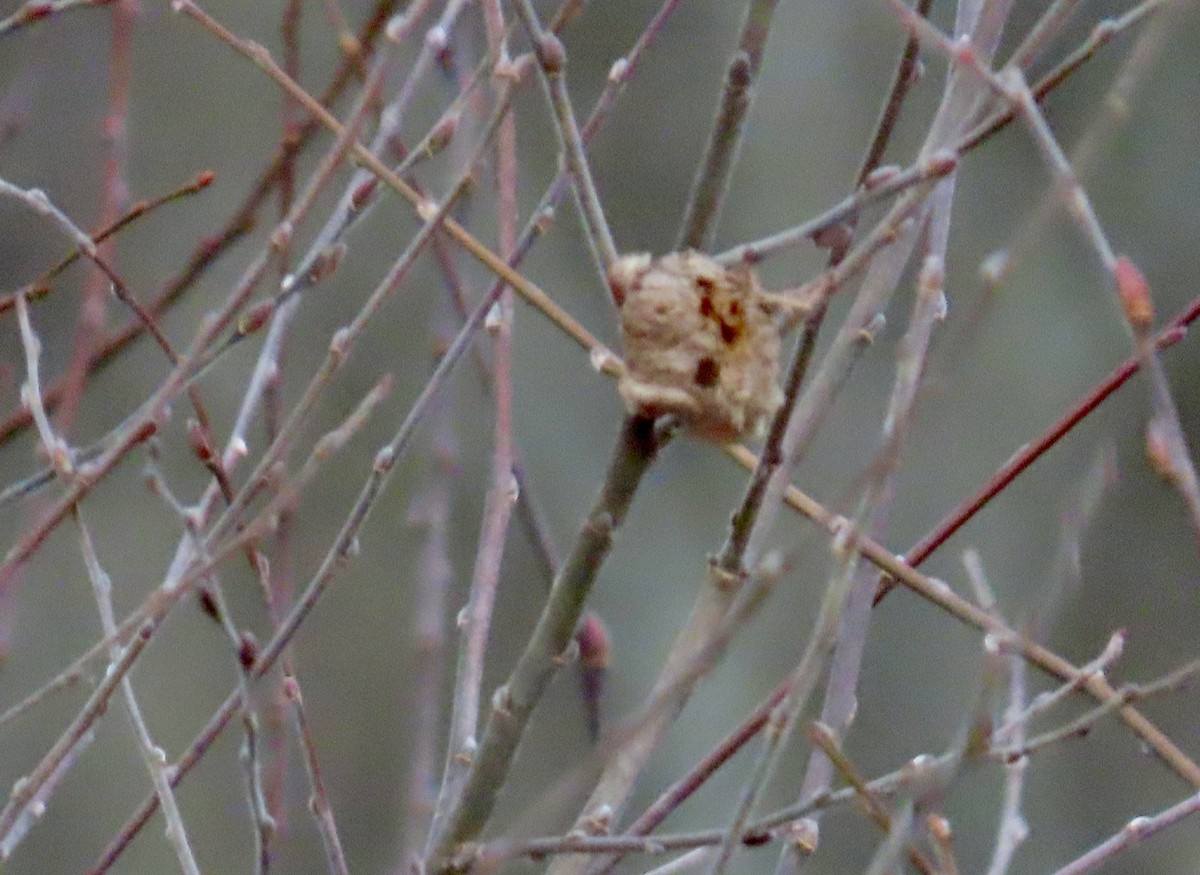 Downy Woodpecker - ML646269445