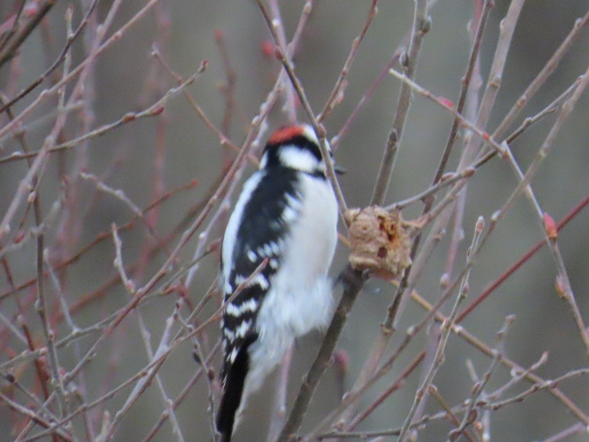 Downy Woodpecker - ML646269446
