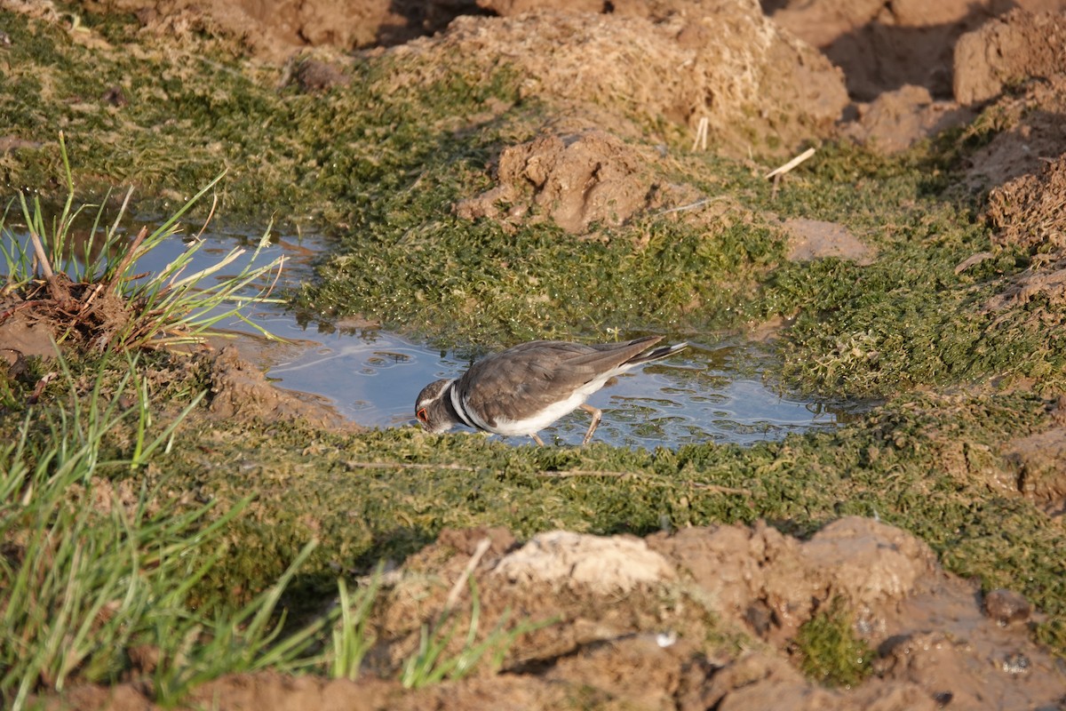 Dreiband-Regenpfeifer - ML646269448