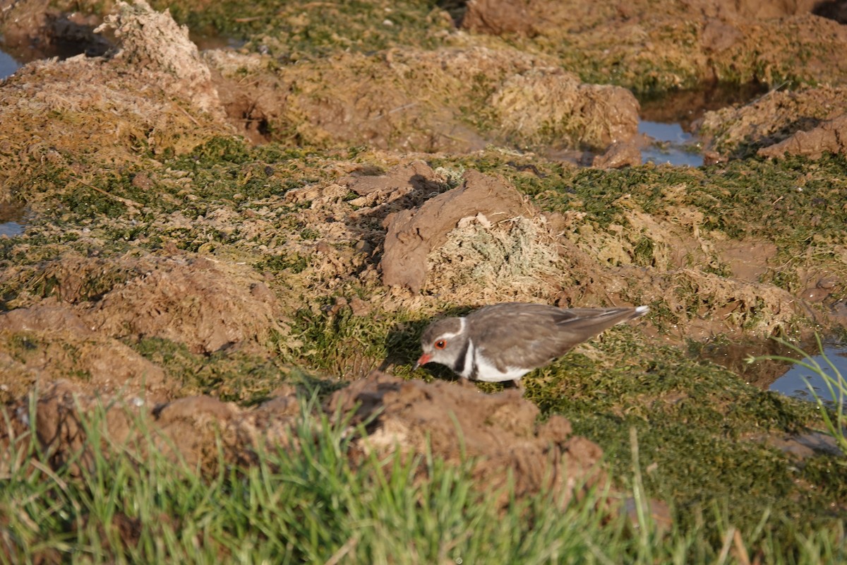 Dreiband-Regenpfeifer - ML646269449