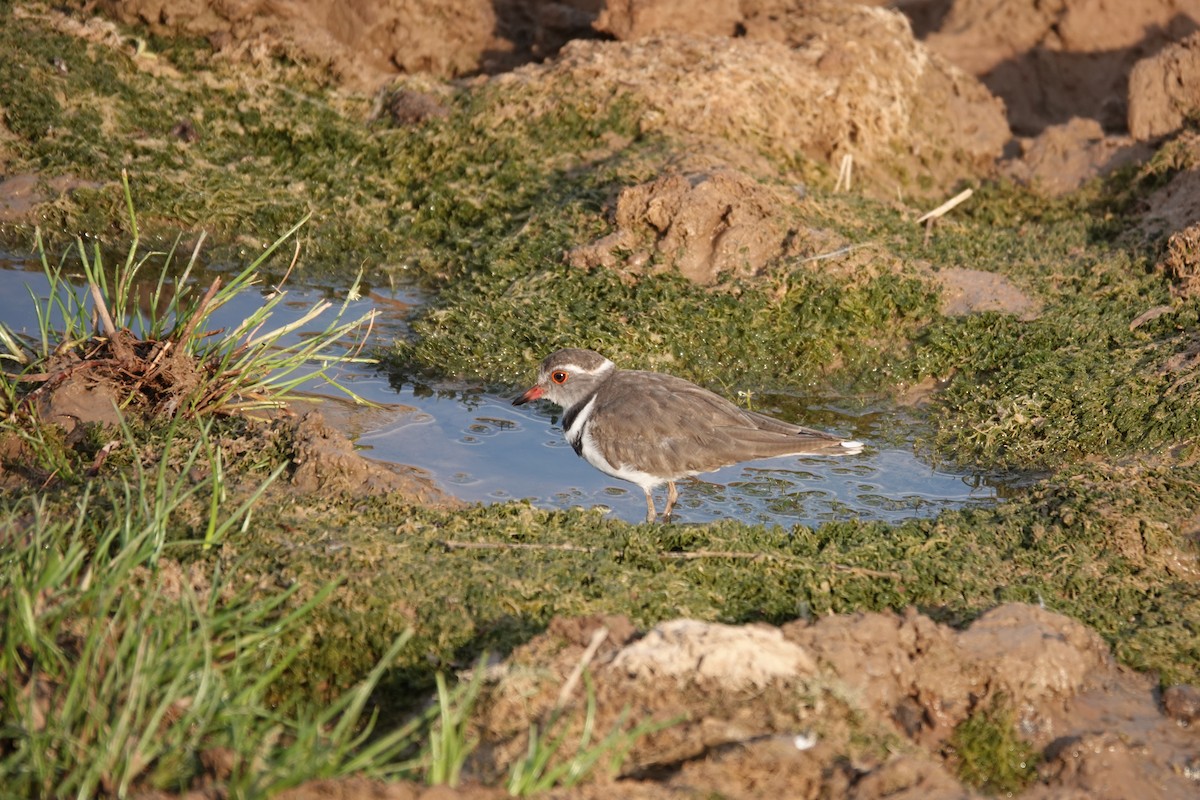 Dreiband-Regenpfeifer - ML646269450
