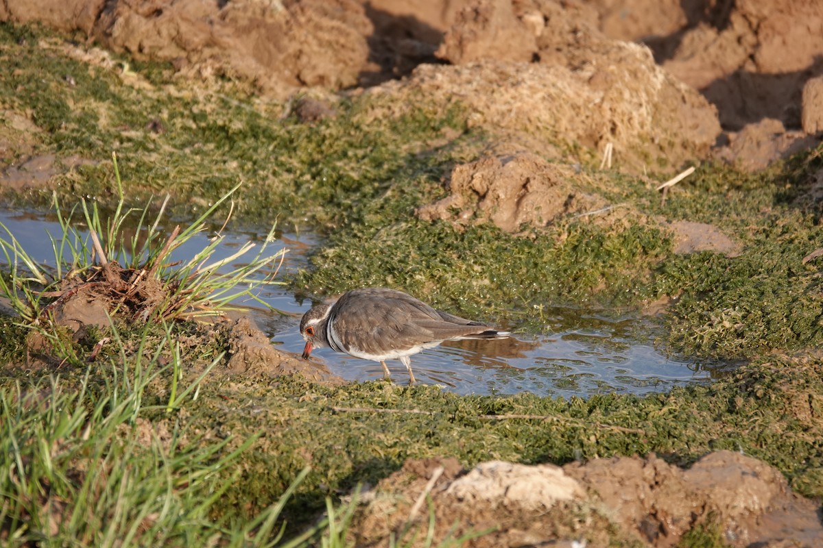 Dreiband-Regenpfeifer - ML646269452