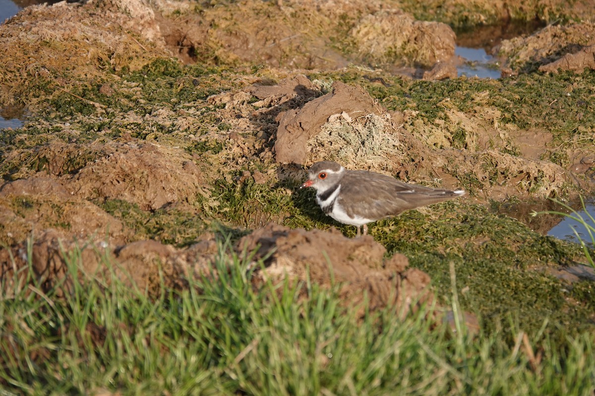 Dreiband-Regenpfeifer - ML646269453