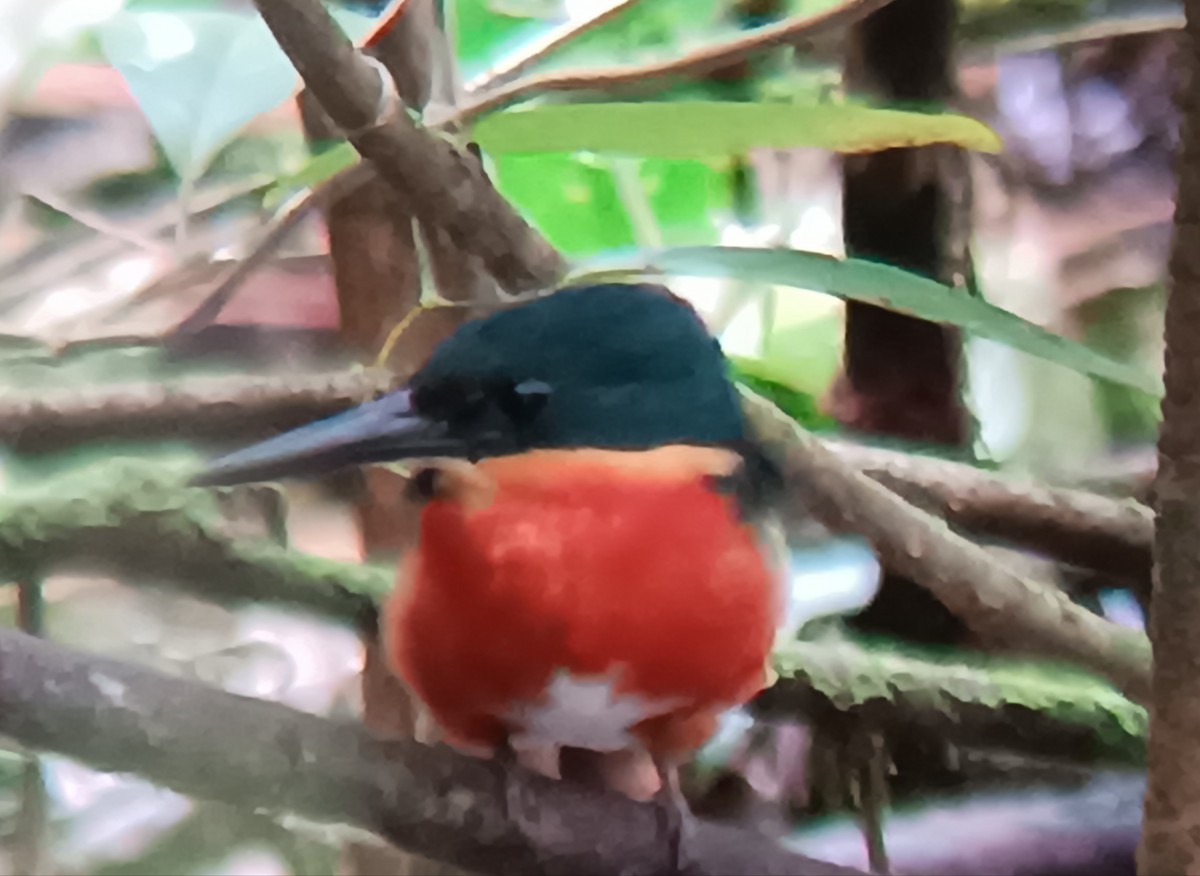 Изумрудный зимородок - ML646269462