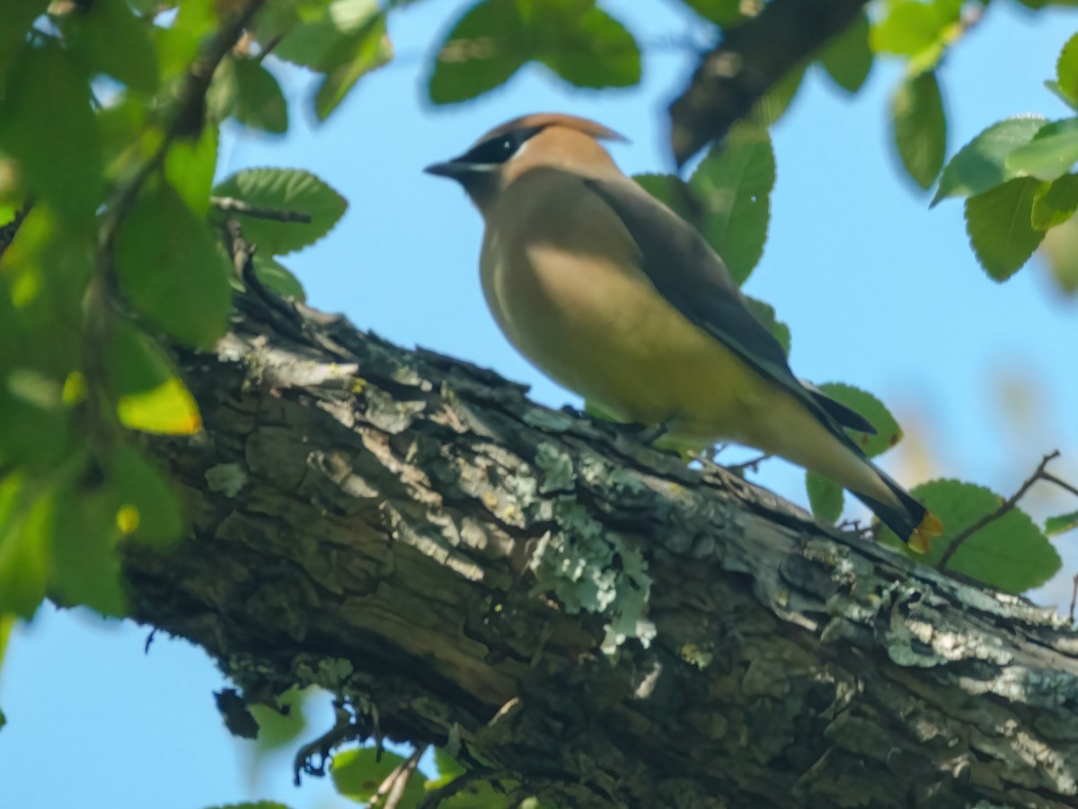 Cedar Waxwing - ML646269463