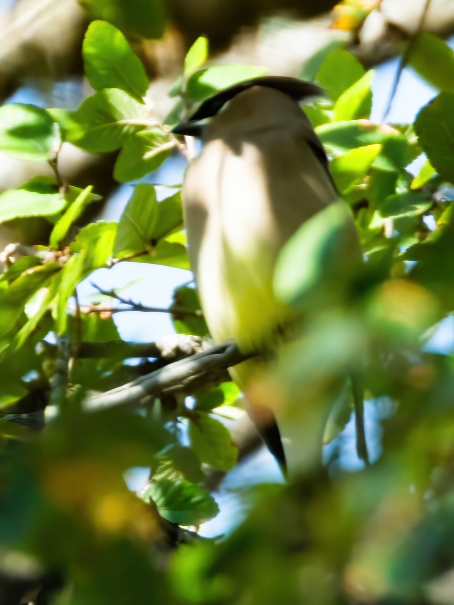 Кедровый свиристель - ML646269464