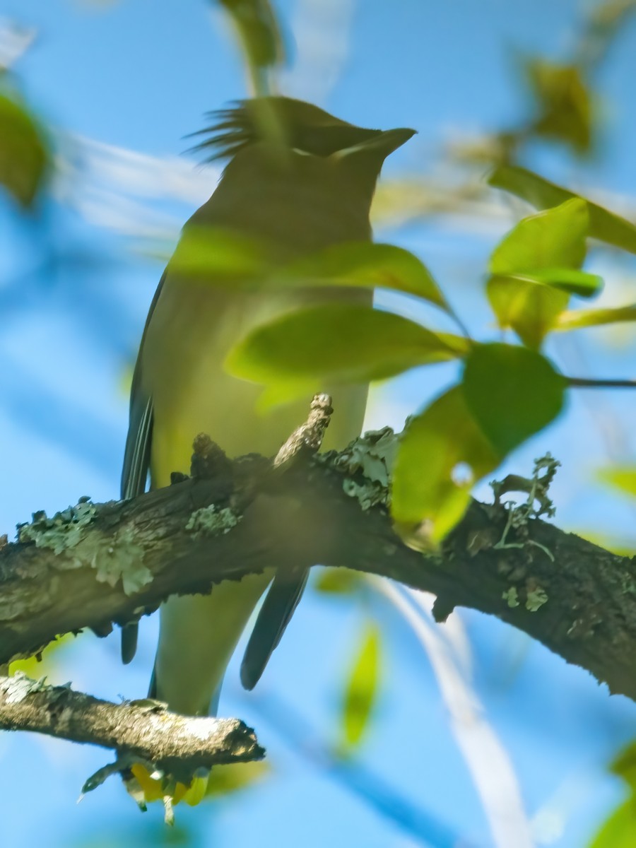 Кедровый свиристель - ML646269466