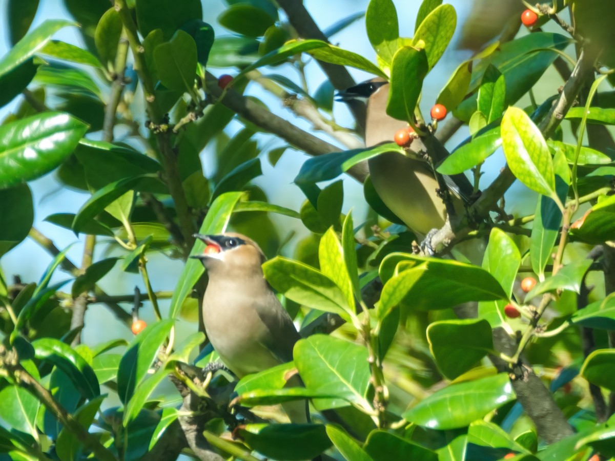 Кедровый свиристель - ML646269467