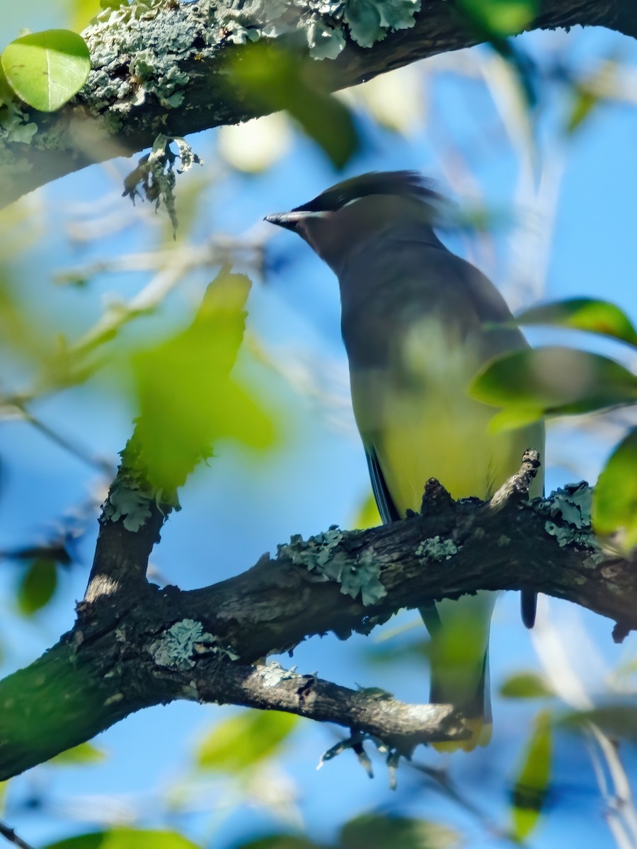 Кедровый свиристель - ML646269468