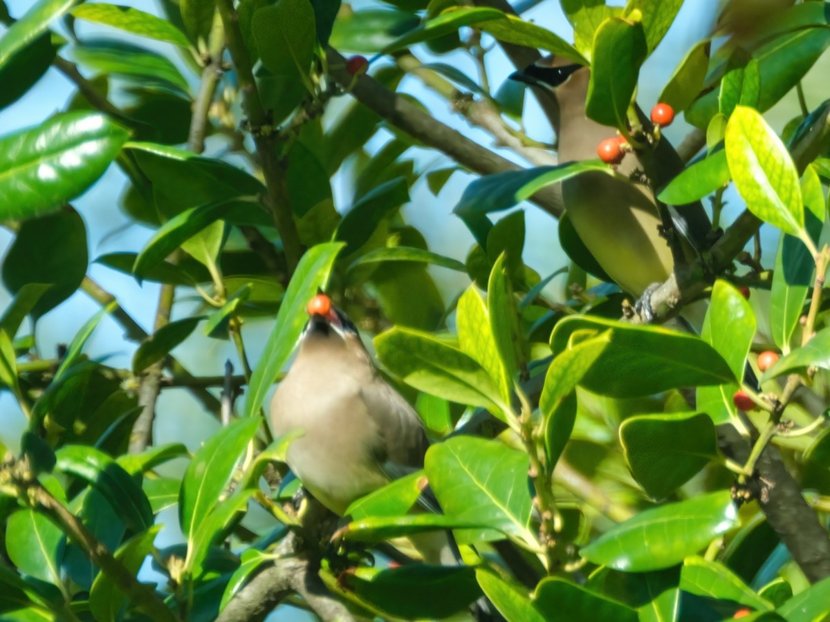 Кедровый свиристель - ML646269469