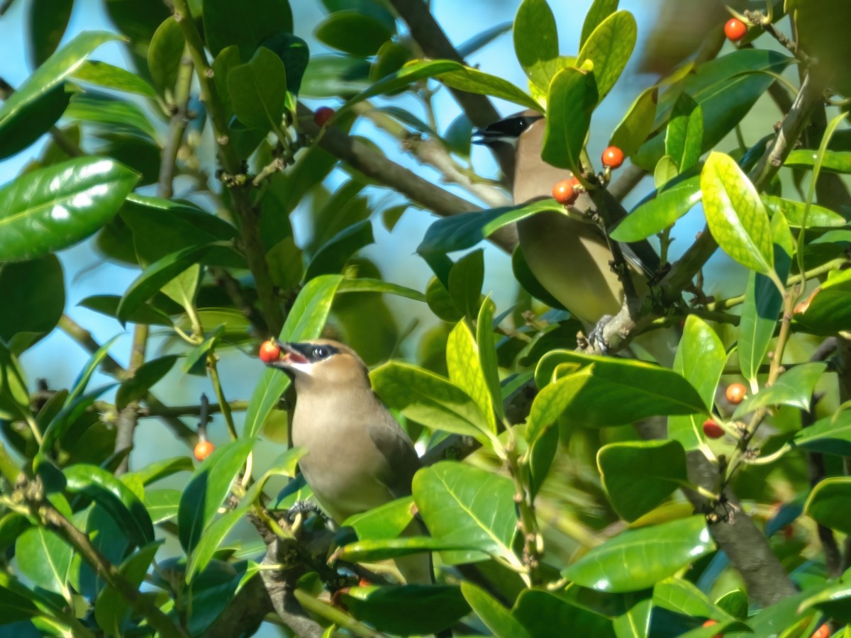 Кедровый свиристель - ML646269470