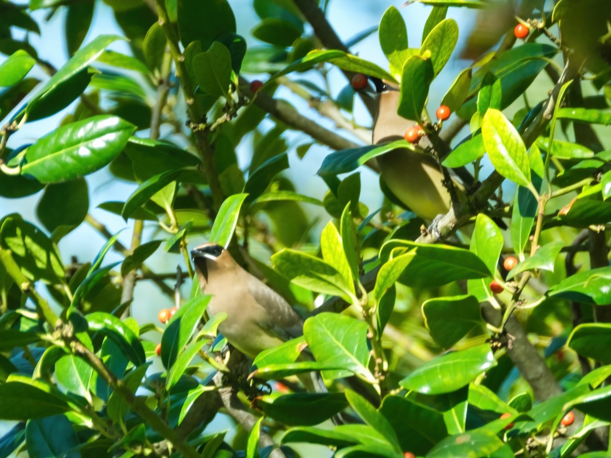 Кедровый свиристель - ML646269471