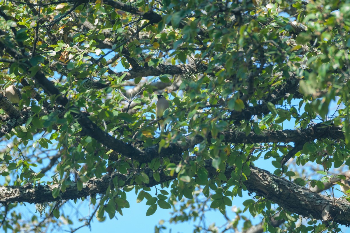 Кедровый свиристель - ML646269472