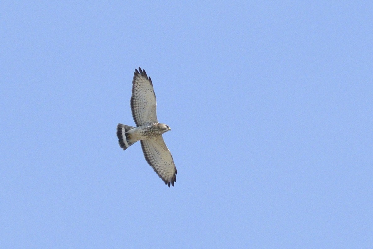 Ширококрылый канюк - ML646269475