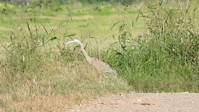 Чапля північна - ML646269478