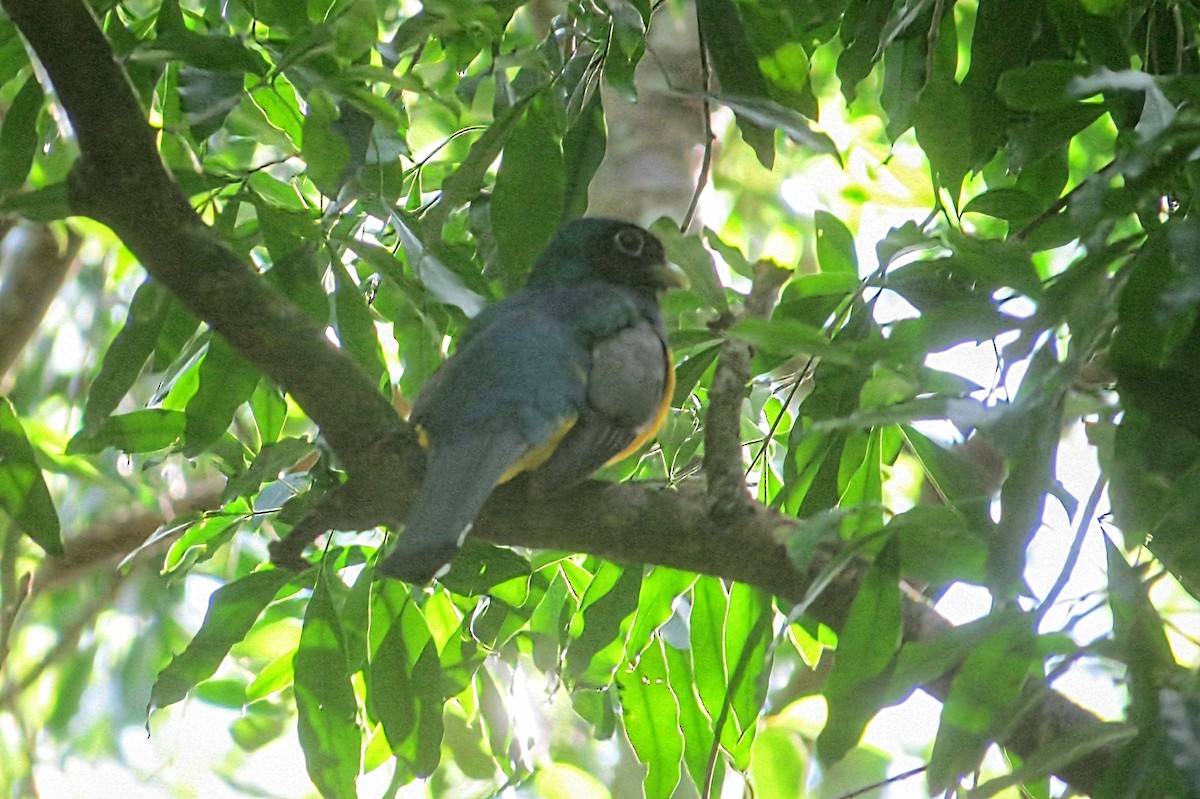 Atlantic Black-throated Trogon - ML646269479
