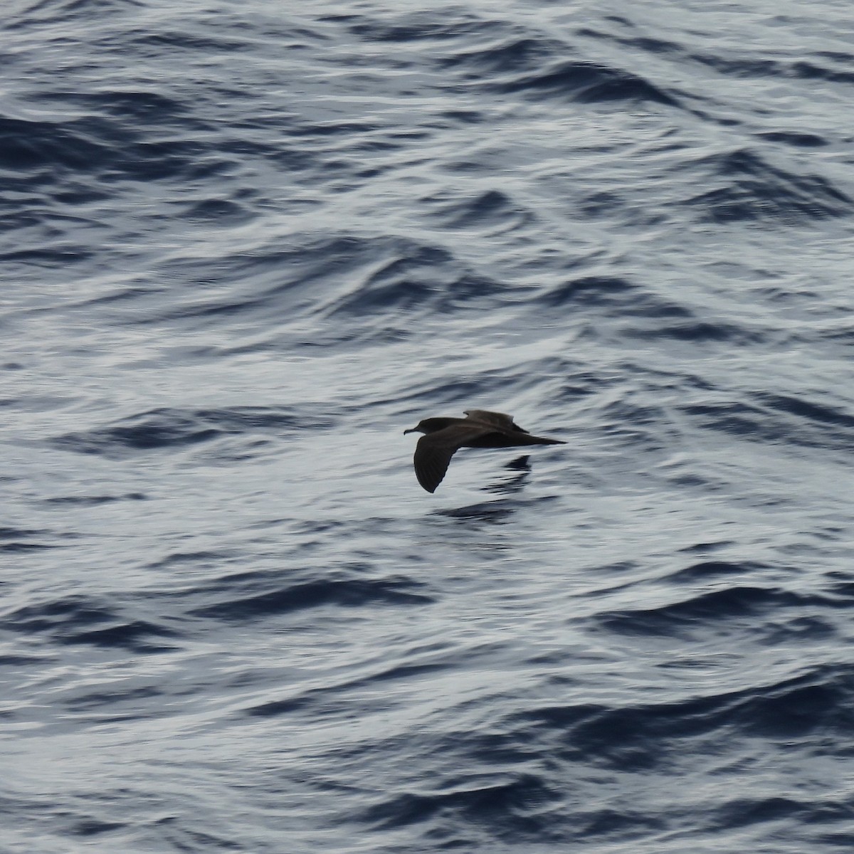 Клинохвостый буревестник - ML646269480