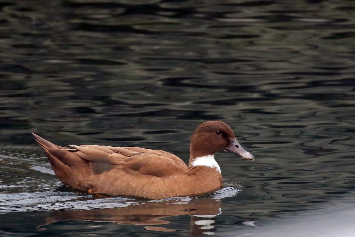 Кряква (Одомашенного типа) - ML646269483
