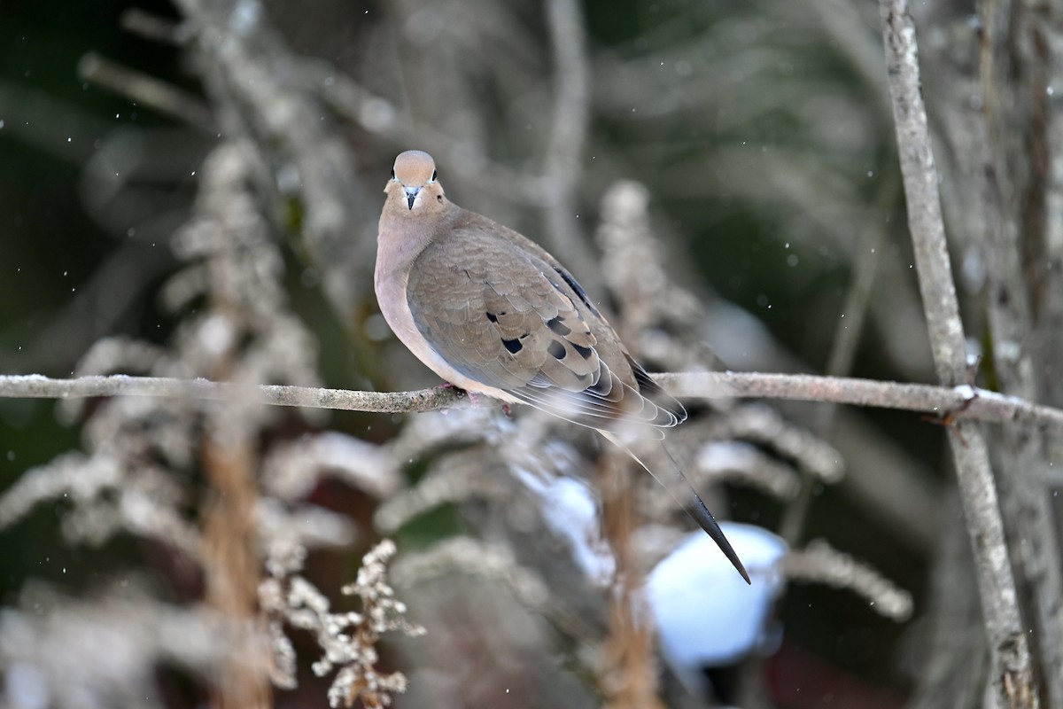 Плачущая горлица - ML646269487