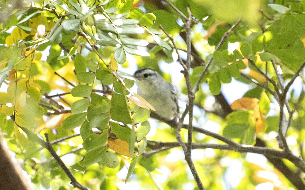 Черношапочный эсперито - ML646269490