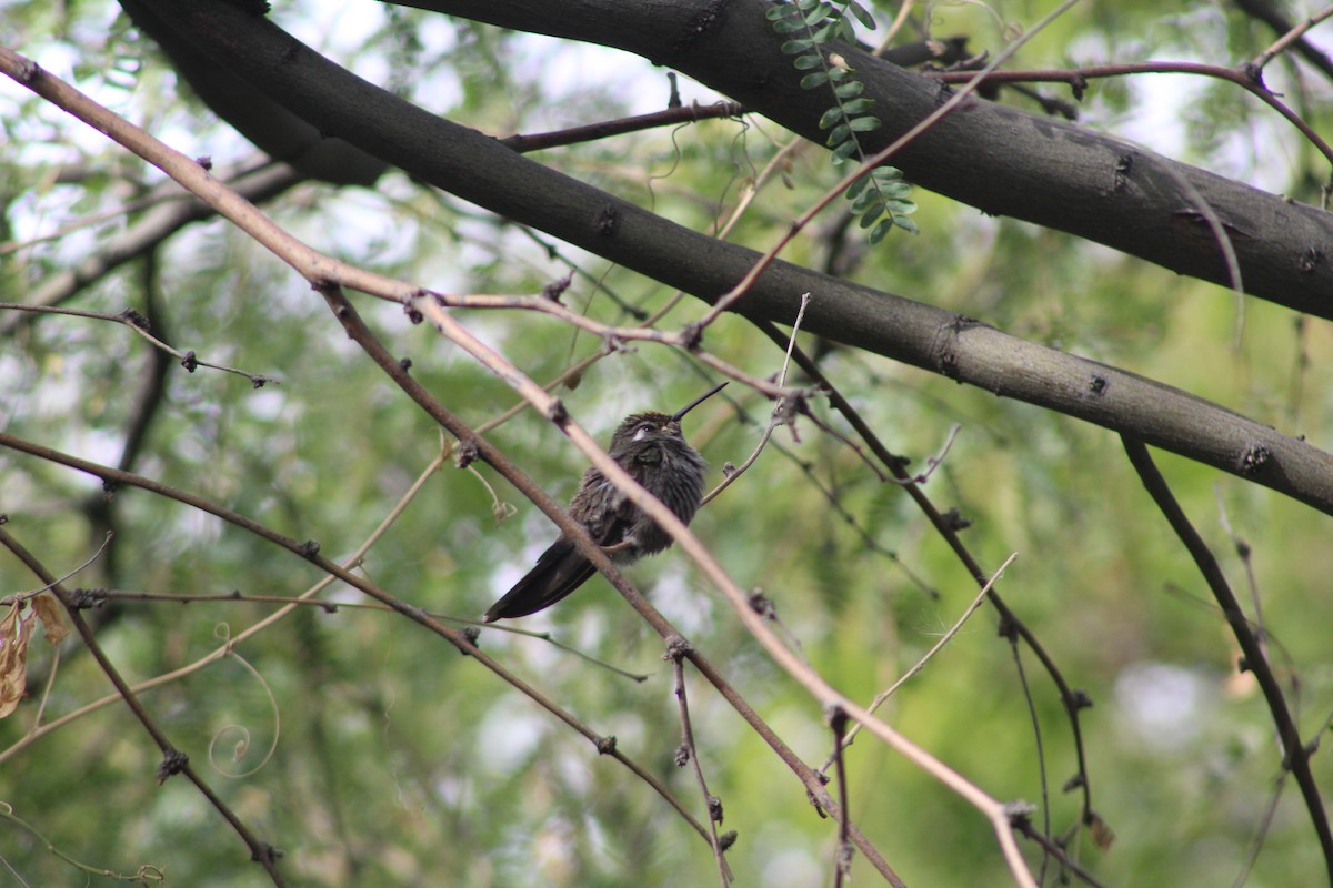 kolibřík blankytohrdlý - ML646269492