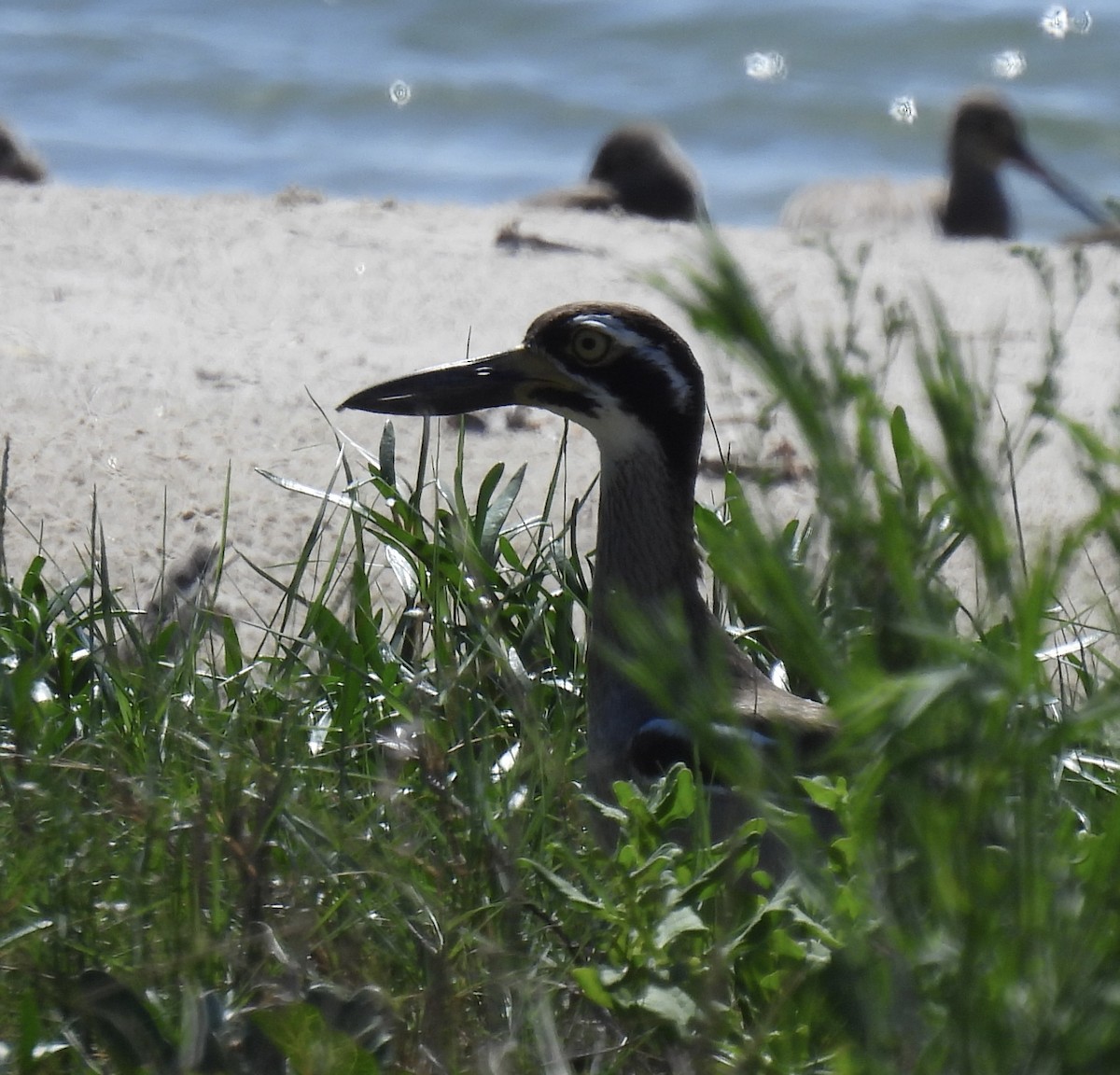 dytík velkozobý - ML646269494