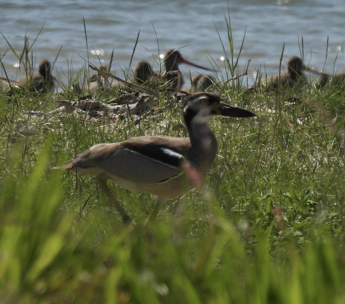 dytík velkozobý - ML646269495