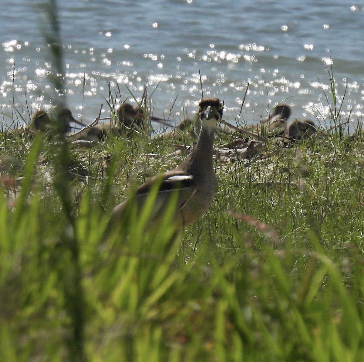 dytík velkozobý - ML646269496