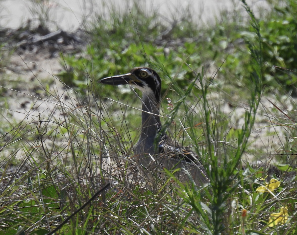 dytík velkozobý - ML646269497