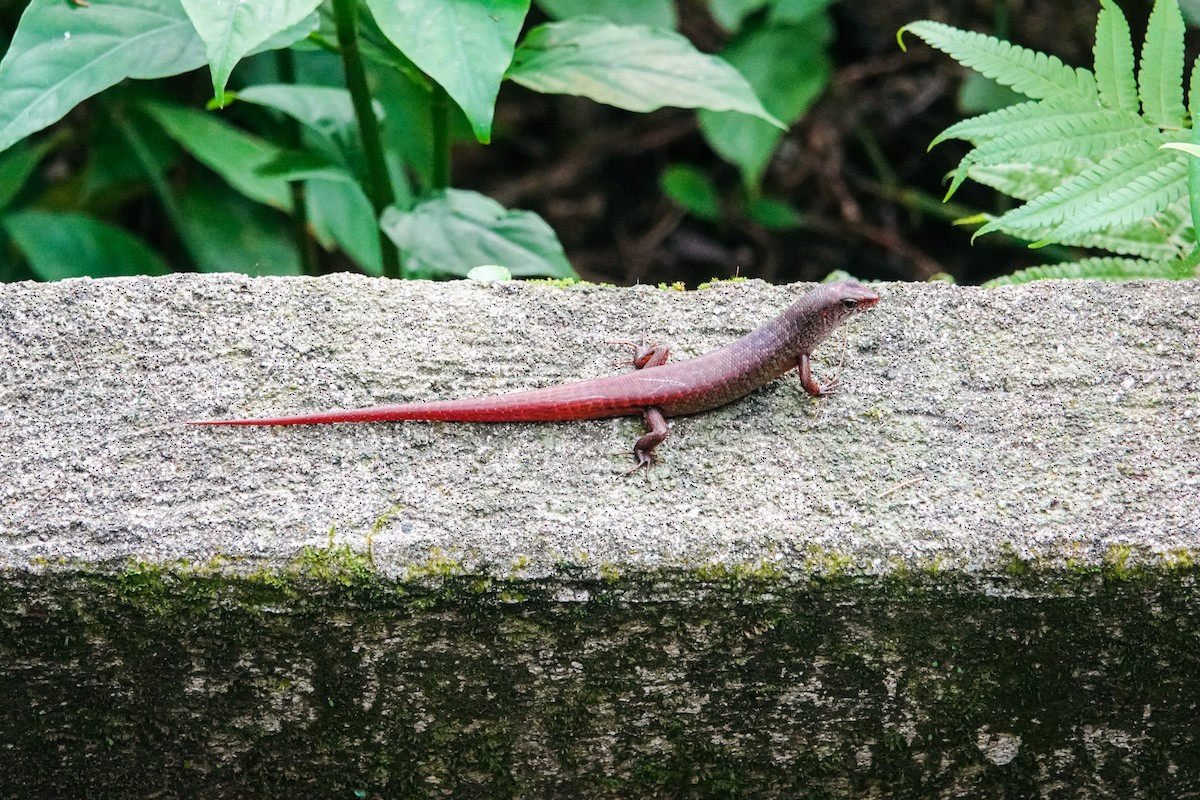 Animaux - ML646269502