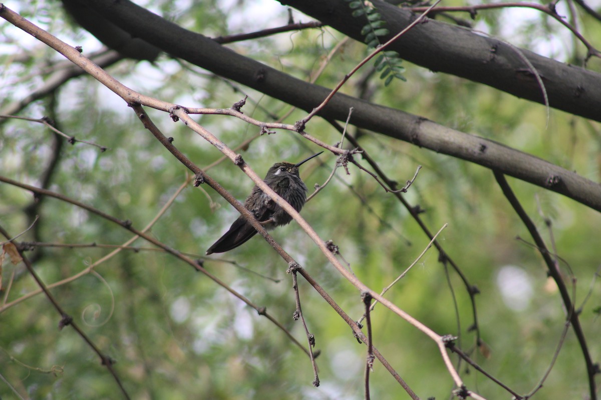 kolibřík blankytohrdlý - ML646269503