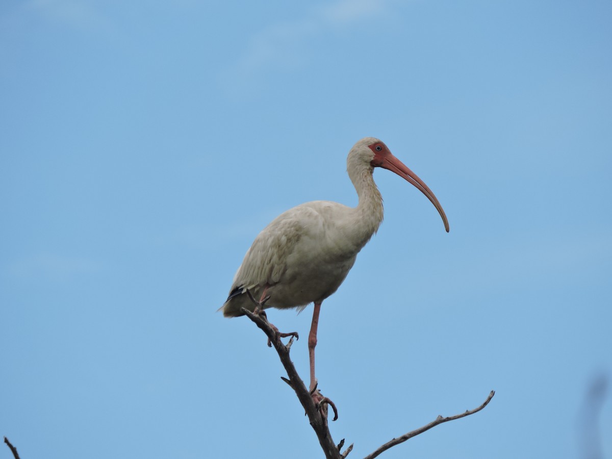 White Ibis - ML646269504