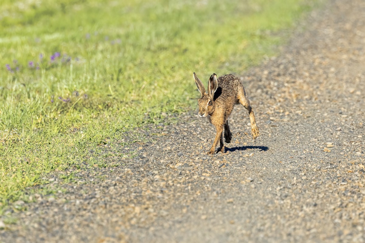 Brown Hare - ML646269505