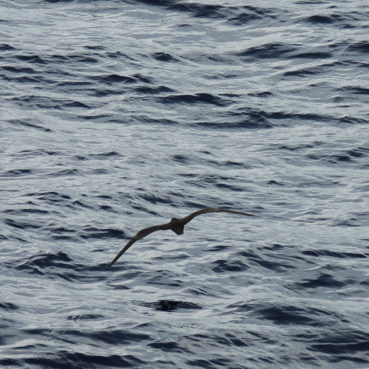 短尾水薙鳥 - ML646269508