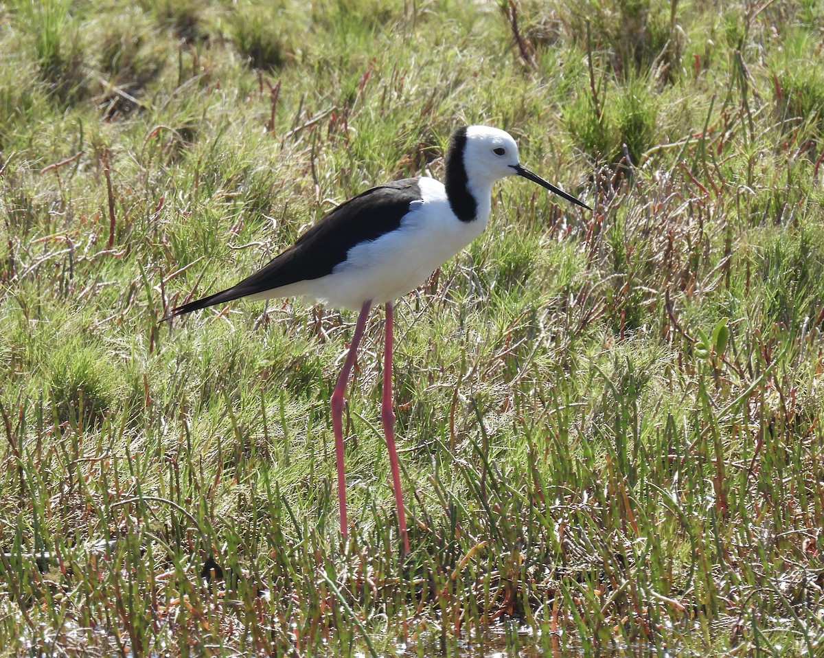 pisila bělohlavá - ML646269510