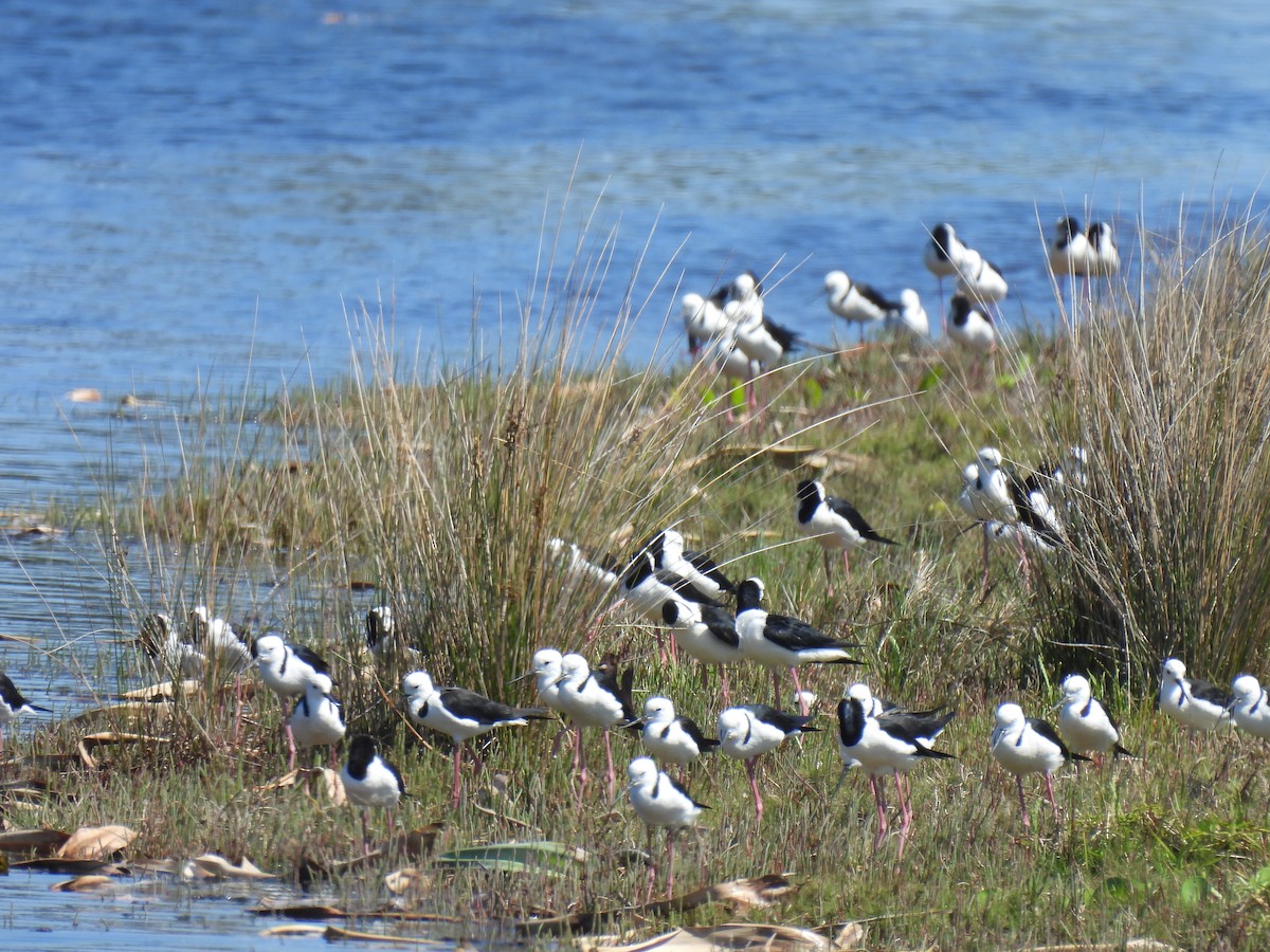 黑領高蹺鴴 - ML646269511