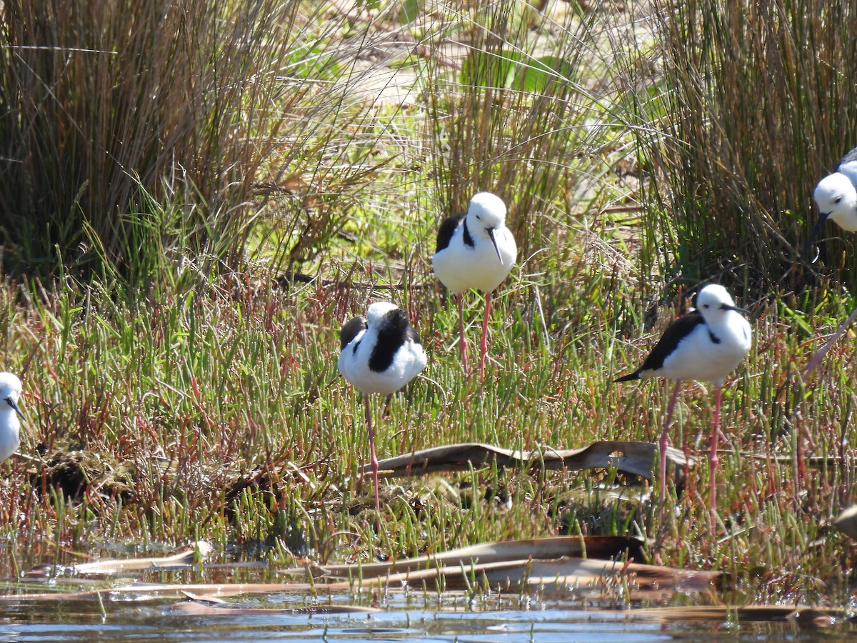 黑領高蹺鴴 - ML646269512