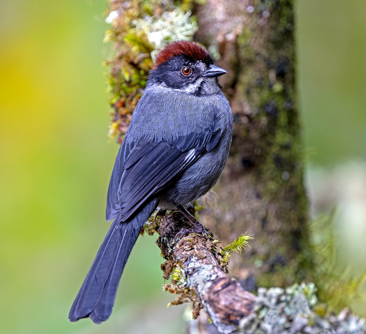 Northern Slaty Brushfinch - ML646269513