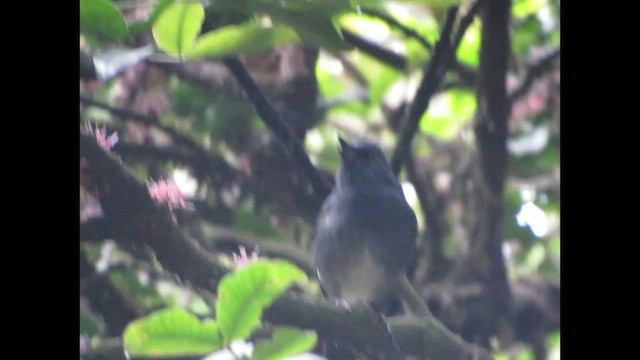 White-bellied Sholakili - ML646269515