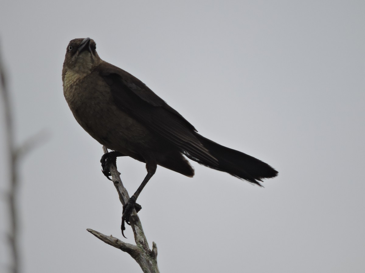 Boat-tailed Grackle - ML646269518