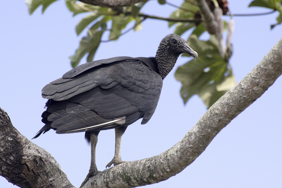 Black Vulture - ML646269520