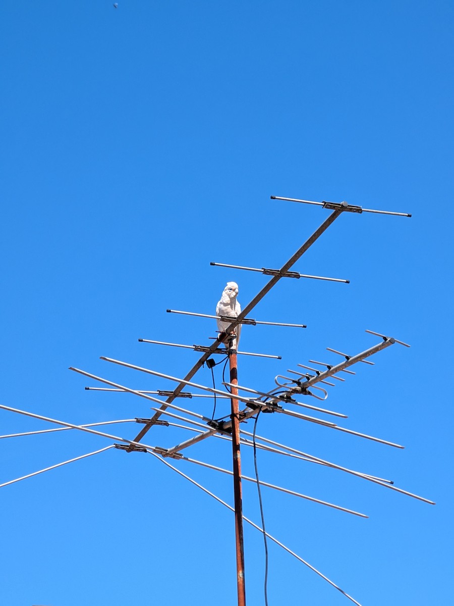 Little Corella - ML646269523