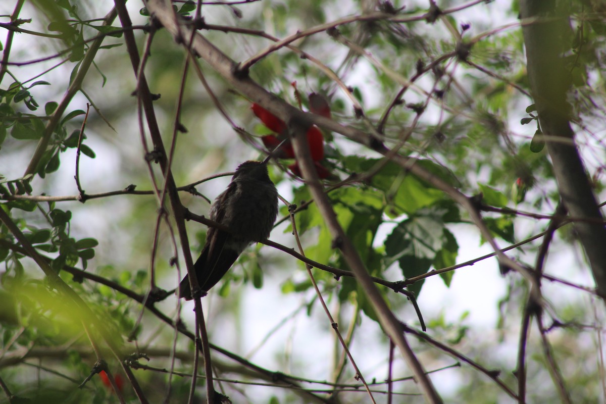 kolibřík blankytohrdlý - ML646269524